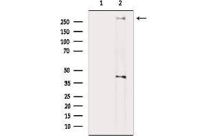 Western blot analysis of lysates from HUVEC cells, using KAT3B/p300 Mouse Monoclonal Antibody.