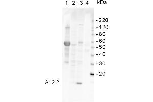 Western Blotting (WB) image for anti-Rpa12p (RPA12) antibody (ABIN190724) (Rpa12p (RPA12) 抗体)