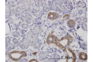 Immunoperoxidase of monoclonal antibody to COX4I1 on formalin-fixed paraffin-embedded human salivary gland. (COX IV 抗体  (AA 1-169))