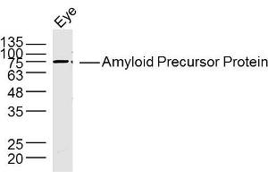 Rat eye lysates probed with Amyloid Precursor Protein Antibody, Unconjugated  at 1:300 dilution and 4˚C overnight incubation.