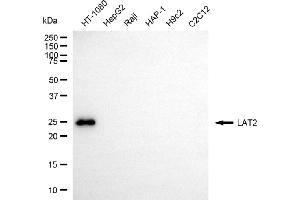 Western blotting analysis using LAT2 antibody (ABIN7799273).