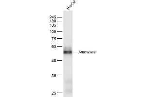 HepG2 lysates probed with Aromatase Polyclonal Antibody, Unconjugated  at 1:300 dilution and 4˚C overnight incubation. (Aromatase 抗体  (AA 51-150))