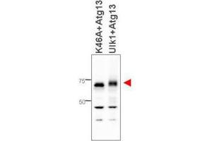 Western blot using  affinity purified anti-ATG13 antibody shows detection of ATG13 in 293T cells engineered to coexpress Ulk1 and Atg13 (Ulk1 + Atg13), right lane, but not in the left lane in which was loaded kinase-dead hypophosphorylated Ulk1-K46A mutant + ATG13. (ATG13 抗体  (Internal Region))