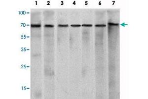 Western blot analysis using CHD3 monoclonal antibody, clone 2G4  against HeLa (1), K-562 (2), Jurkat (3), NTERA-2 (4), HEK293 (5), Raji (6) cell lysate and mouse brain (7) tissue lysate. (CHD3 抗体)