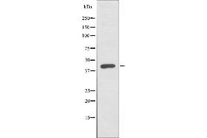 Western blot analysis of extracts from 293 cells, using FOXB1/2 antibody. (FOXB1/2 抗体)