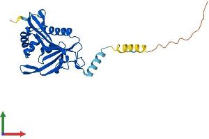 Protein Structure (PS) image for N-Acetyltransferase 15 (NAT15) (AA 1-242) protein (His tag) (ABIN7549633)