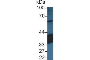 Detection of RLBP1 in Porcine Eye lysate using Polyclonal Antibody to Retinaldehyde Binding Protein 1 (RLBP1) (RLBP1 抗体)