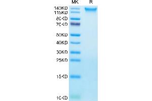 CD248 Protein (AA 18-687) (His tag)