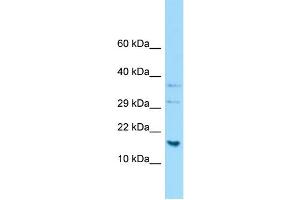 WB Suggested Anti-H2AFJ Antibody Titration: 1. (H2AFJ 抗体  (C-Term))