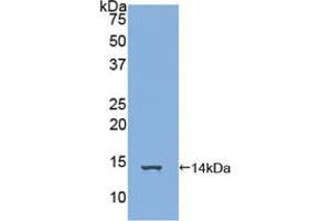 Western blot analysis of recombinant Human FAM19A3. (FAM19A3 抗体  (AA 44-130))