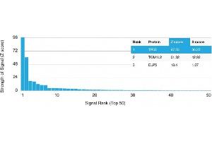 Analysis of Protein Array containing more than 19,000 full-length human proteins using p53 Mouse Monoclonal Antibody (PAb1801) Z- and S- Score: The Z-score represents the strength of a signal that a monoclonal antibody (Monoclonal Antibody) (in combination with a fluorescently-tagged anti-IgG secondary antibody) produces when binding to a particular protein on the HuProtTM array. (p53 抗体)