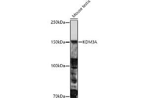 Western blot analysis of extracts of Mouse testis, using KDM3A antibody (ABIN1680576, ABIN3015992, ABIN3015993 and ABIN6219489) at 1:1000 dilution.