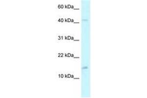 Image no. 1 for anti-Pterin-4 alpha-Carbinolamine Dehydratase/dimerization Cofactor of Hepatocyte Nuclear Factor 1 alpha (TCF1) 2 (PCBD2) (AA 71-120) antibody (ABIN6747530) (PCBD2 抗体  (AA 71-120))