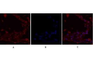 Immunofluorescence analysis of human lung tissue. (IRS1 抗体)