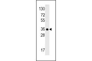 Western blot analysis of anti-C1QBP Antibody (C-term) (ABIN392304 and ABIN2841957) in 293 cell line lysates (35 μg/lane). (C1QBP 抗体  (C-Term))