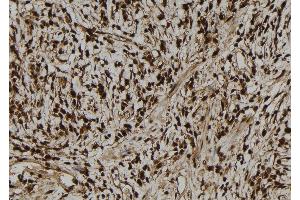 ABIN6279592 at 1/100 staining Human gastric tissue by IHC-P. (NGRN 抗体  (N-Term))