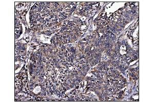 IHC analysis of POGLUT1 using anti-POGLUT1 antibody (ABIN7602910). (POGLUT1 抗体  (C-Term))