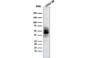 Western Blot Analysis of COLO-38 using SOX10 MAb (SPM607). (SOX10 抗体  (AA 115-269))