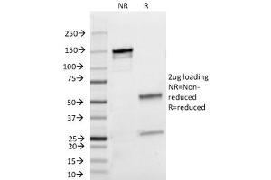 SDS-PAGE Analysis of Purified, BSA-Free Lambda Light Chain Antibody (clone HP6054). (小鼠 anti-人 lambda Light Chain (Lambda-IgLC) Antibody)