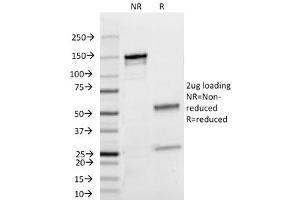 SDS-PAGE Analysis of Purified, BSA-Free Lambda Light Chain Antibody (clone HP6054). (小鼠 anti-人 lambda Light Chain (Lambda-IgLC) Antibody)