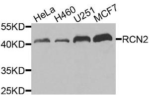 Western blot analysis of extracts of various cell lines, using RCN2 antibody (ABIN5975169) at 1/1000 dilution. (RCN2 抗体)