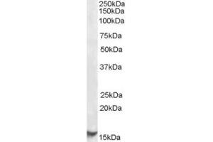 EB09287 (1µg/ml) staining of Human Testis lysate (35µg protein in RIPA buffer). (CST3 抗体  (Internal Region))
