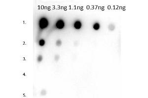 Dot Blot of Rabbit Anti-Mouse IgG1 Antibody. (兔 anti-小鼠 IgG1 (Heavy Chain) Antibody - Preadsorbed)