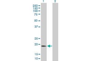 Western Blot analysis of ARL6IP1 expression in transfected 293T cell line by ARL6IP1 MaxPab polyclonal antibody. (ARL6IP1 抗体  (AA 1-203))
