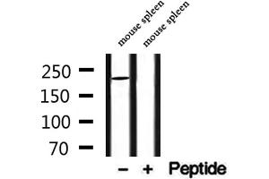 Western blot analysis of extracts from mouse spleen, using MYO16 Antibody. (Myosin XVI 抗体  (Internal Region))