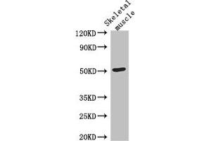 Western Blot Positive WB detected in: Mouse skeletal muscle tissue All lanes: TUBG2 antibody at 3 μg/mL Secondary Goat polyclonal to rabbit IgG at 1/50000 dilution Predicted band size: 52 kDa Observed band size: 52 kDa (TUBG2 抗体  (AA 276-451))