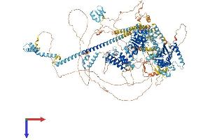 SMARCA4 Protein (AA 1-1647) (His tag)