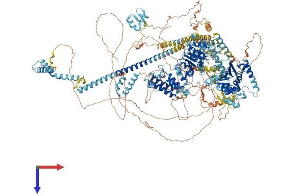 SMARCA4 Protein (AA 1-1647) (His tag)
