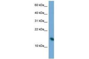 Image no. 1 for anti-Poly Binding Protein Interacting Protein 2 (PAIP2) (N-Term) antibody (ABIN6747240) (PAIP2 抗体  (N-Term))
