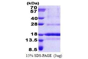 SDS-PAGE (SDS) image for Polymerase (DNA-Directed), delta 4, Accessory Subunit (POLD4) (AA 1-107) protein (His tag) (ABIN6387269)