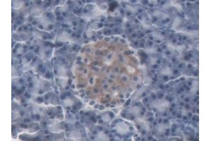 DAB staining on IHC-P; Samples: Rat Pancreas Tissue (Lipocalin 2 抗体  (AA 21-198))