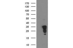 Western Blotting (WB) image for anti-Jun Proto-Oncogene (JUN) antibody (ABIN1498935) (C-JUN 抗体)