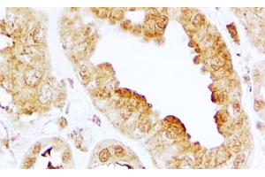 ABIN5539719 (2µg/ml) staining of paraffin embedded Human Kidney. (S1PR3 抗体  (Internal Region))
