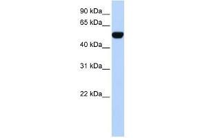 WB Suggested Anti-BTBD10 Antibody Titration:  0. (BTBD10 抗体  (N-Term))