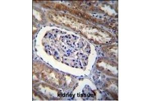 ARL8 Antibody (C-term) (ABIN655267 and ABIN2844860) immunohistochemistry analysis in formalin fixed and paraffin embedded human kidney tissue followed by peroxidase conjugation of the secondary antibody and DAB staining. (ARL5B 抗体  (C-Term))