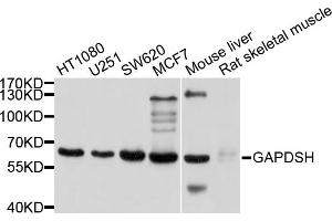 Western blot analysis of extracts of various cell lines, using GAPDHS antibody (ABIN4903737) at 1:1000 dilution. (GAPDHS 抗体)