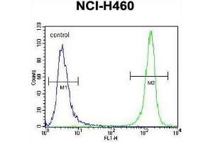 PRAMEF8 Antibody (C-term) flow cytometric analysis of NCI-H460 cells (right histogram) compared to a negative control cell (left histogram). (PRAMEF8 抗体  (C-Term))