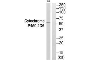 Western blot analysis of extracts from 293 cells, using CYP2D6 antibody. (CYP2D6 抗体  (Internal Region))