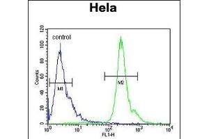 PNPLA8 Antibody (N-term) (ABIN650904 and ABIN2839989) flow cytometric analysis of Hela cells (right histogram) compared to a negative control cell (left histogram). (PNPLA8 抗体  (N-Term))