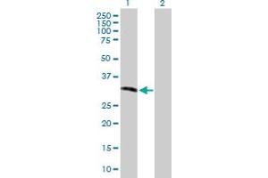 Western Blot analysis of RNASEH2A expression in transfected 293T cell line by RNASEH2A MaxPab polyclonal antibody. (RNASEH2A 抗体  (AA 1-299))
