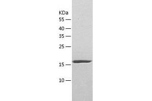 Western Blotting (WB) image for Partner of Y14 and mago (WIBG) (AA 1-204) protein (His-IF2DI Tag) (ABIN7124322)
