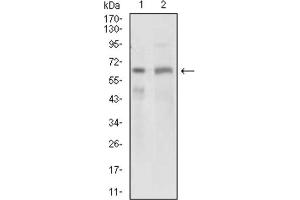 Western blot analysis using GPNMB antibody against PANC1 (1) and PC-3 (2) cell lysate. (Osteoactivin 抗体  (AA 31-260))