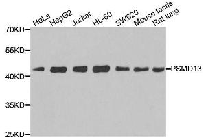 Western blot analysis of extracts of various cell lines, using PSMD13 antibody. (PSMD13 抗体  (AA 1-250))
