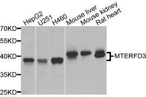 Western blot analysis of extracts of various cell lines, using MTERFD3 antibody. (MTERFD3 抗体)