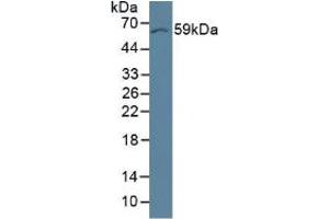 Rabbit Capture antibody from the kit in WB with Positive Control:  Mouse brain tissue. (Occludin ELISA 试剂盒)