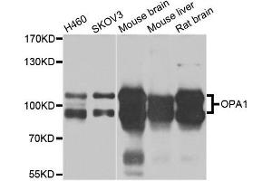 Western blot analysis of extracts of various cell lines, using OPA1 antibody. (OPA1 抗体  (AA 661-960))